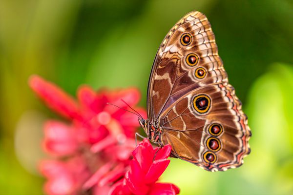 Peleides Blue Morpho روی شکوفه گل