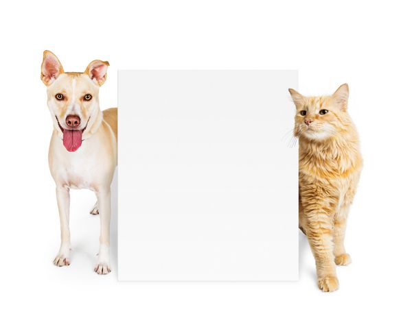گربه و سگ نارنجی در پشت علامت خالی