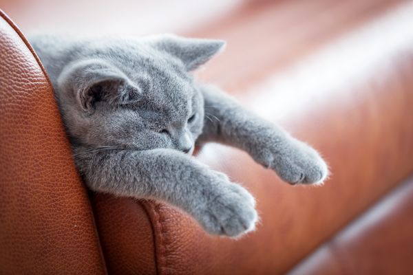 گربه جوان ناز روی مبل چرمی استراحت می کند بچه گربه بریتانیایی مو کوتاه با خز خاکستری آبی
