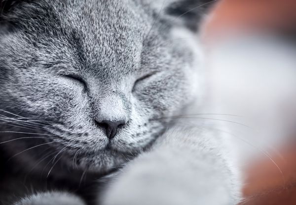 کلوزآپ پرتره گربه ناز جوان بچه گربه بریتانیایی مو کوتاه با خز خاکستری آبی