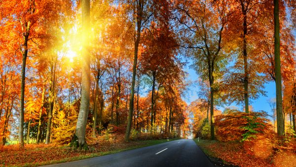 منظره پاییزی با جاده روستایی به رنگ نارنجی پس زمینه طبیعت