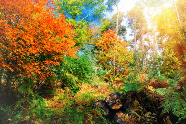 منظره زیبای جنگل پاییزی