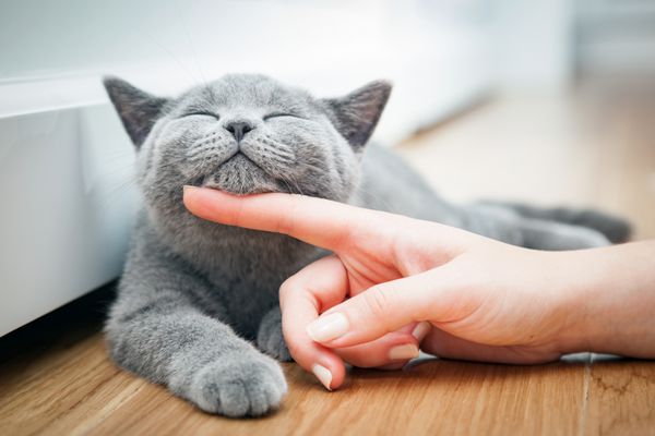 بچه گربه شاد از نوازش شدن توسط دست زن خوشش می آید
