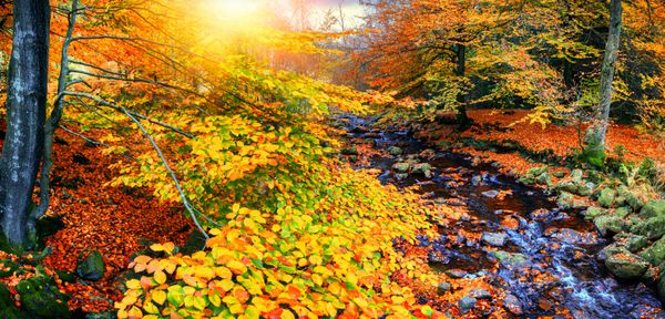 منظره پاییزی با جریان جنگلی در روز آفتابی پاییزی