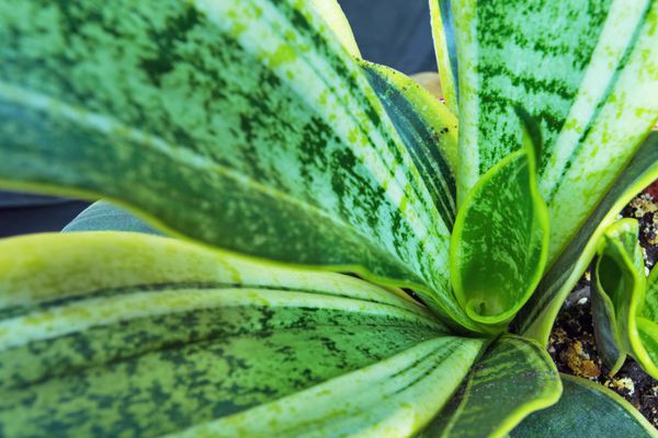 Sansevieria trifasciata در گلدان