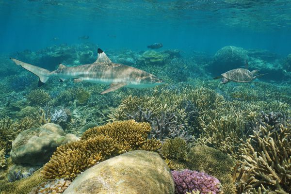 صخره مرجانی زیر آب با یک کوسه صخره سیاه و یک لاک پشت دریایی سبز اقیانوس آرام جنوبی کالدونیای جدید