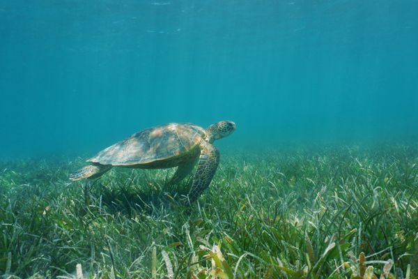 لاک‌پشت دریایی سبز زیر آب بر روی بستر علف‌پوش دریا اقیانوس آرام جنوبی تالاب جزیره گراند تره در کالدونیای جدید شنا می‌کند