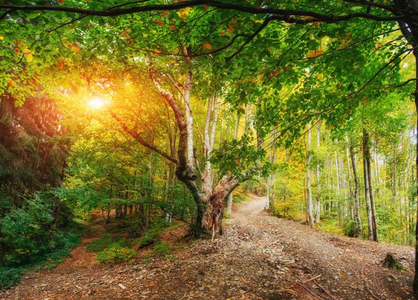 جاده جنگلی در پاییز چشم انداز