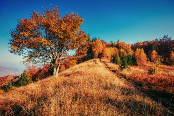 جاده جنگلی در پاییز چشم انداز اوکراین اروپا