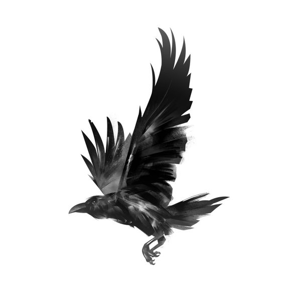 تصویر جدا شده کلاغ سیاه در حال پرواز