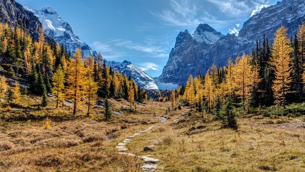 کوه‌ها و یخچال‌های طبیعی در پاییز با درختان کاج اروپایی طلایی در فلات اوپابین پارک ملی یوهو بریتیش کلمبیا کانادا
