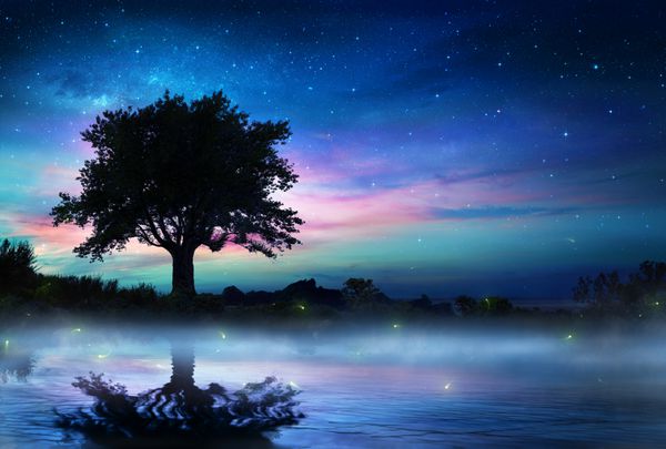 شب پر ستاره با درخت تنها