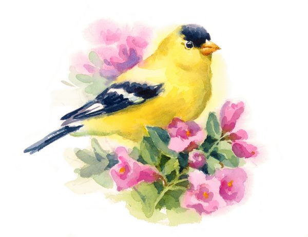 پرنده آبرنگ پرنده طلایی آمریکایی نشسته روی شاخه گل تصویر کارت تبریک گلدار با دست جدا شده در پس زمینه سفید