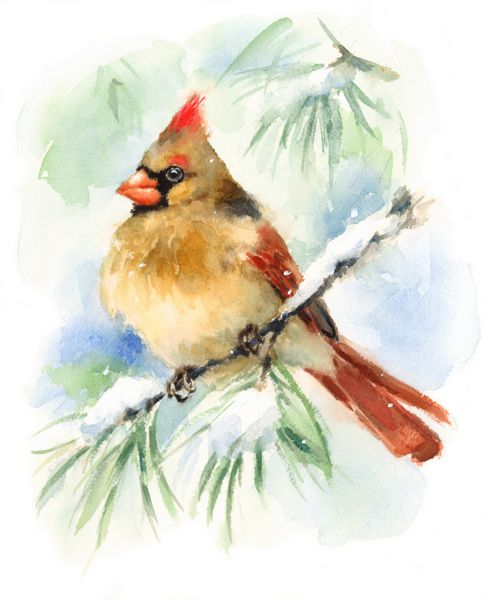 تصویر کارت پستال با دست نقاشی شده با پرنده زن کاردینال زمستانی