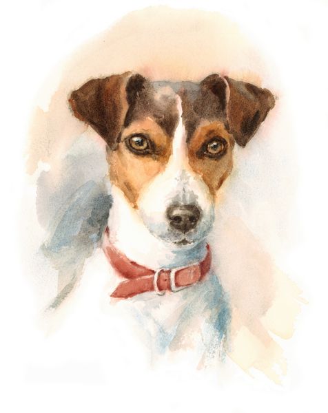 پرتره سگ آبرنگ جک راسل تریر - تصویر حیوانات خانگی نقاشی شده با دست جدا شده در پس زمینه سفید