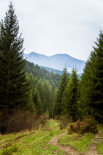 منظره زیبای جنگلی کوهستانی کوه های مالا فاترا در اسلواکی