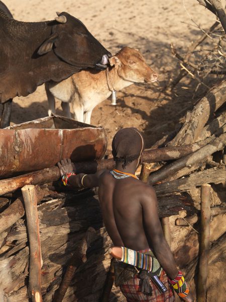 مرد قبیله ای سامبورو در حال تغذیه گاو در کنیا آفریقا
