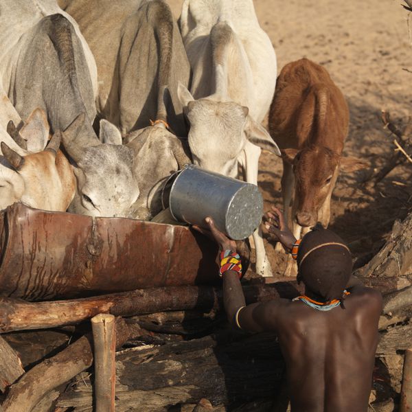 مرد قبیله ای سامبورو در حال تغذیه گاو در کنیا آفریقا