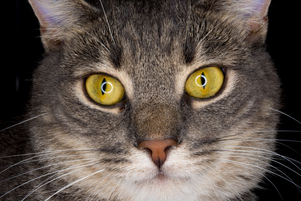 چشمان سبز نزدیک صورت گربه