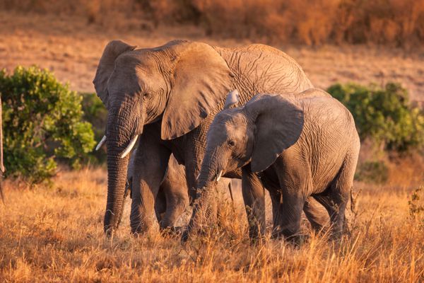 فیل با بچه فیل یک گله فیل خانواده فیل ها کنیا آفریقا سافاری در آفریقا