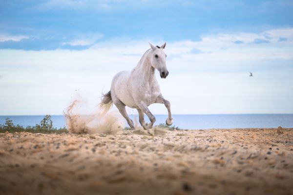 اسب سفید در ساحل روی دریا می دود و پس زمینه را می پوشاند