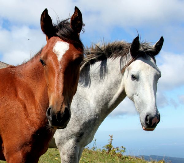 دو اسب دوست داشتنی در زمین سبز در برابر آسمان آبی