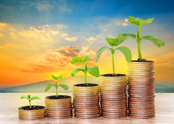رشد گیاه روی پول سکه برای مفهوم مالی و بانکی مفهوم مالی و تجاری سرمایه گذاری تجاری