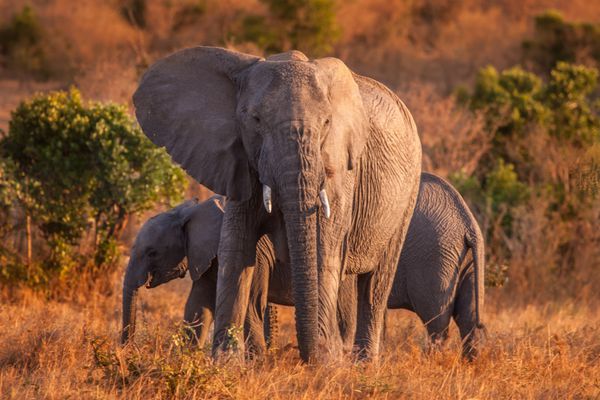 فیل با بچه فیل ها کنیا آفریقا