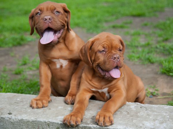 دو توله سگ Dogue de Bordeaux