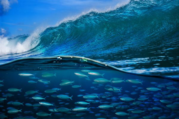 ماهی گرمسیری زیر موج اقیانوس در آب دریا