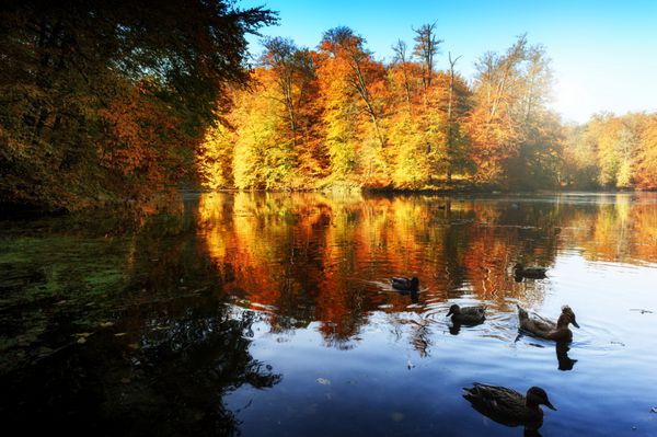 منظره پاییزی با دریاچه جنگلی
