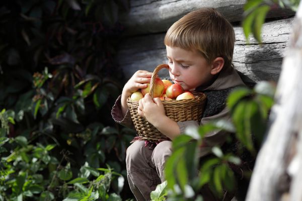 پسری با سبدی در بغل سیب را انتخاب می کند