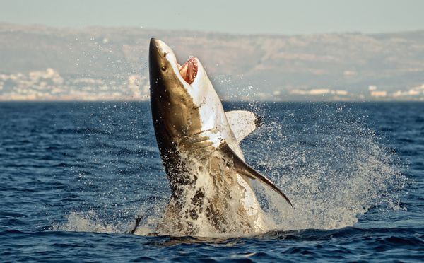 کوسه سفید بزرگ Carcharodon carcharias در یک حمله