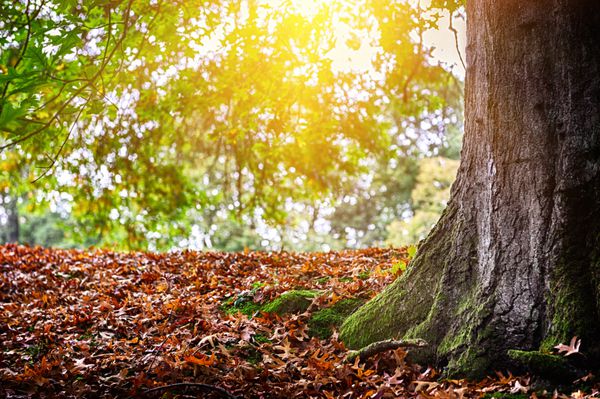 عکس خفن عکس طلوع خورشید در پاییز