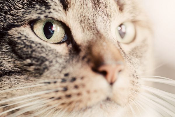 پرتره گربه ناز از نمای نزدیک روی چشم مغناطیسی آن تمرکز کنید