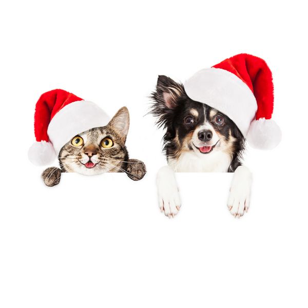 کریسمس مبارک سگ و گربه بر روی بنر سفید