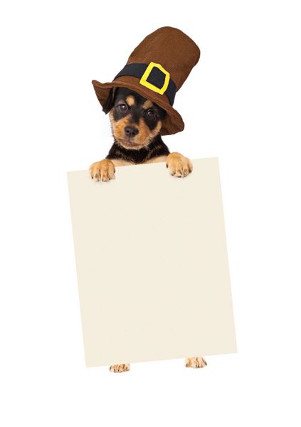 توله سگ شکرگزاری که علامت خالی نگه می دارد
