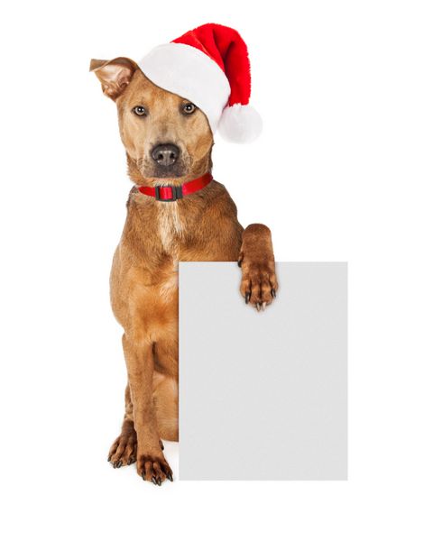 سگ بابا نوئل کریسمس با علامت خالی