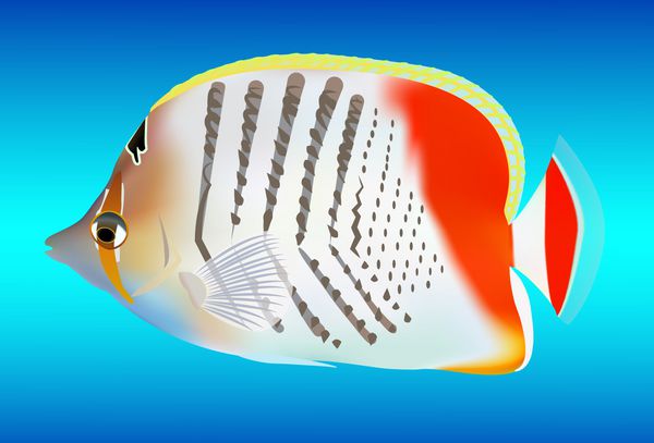 ماهی های گرمسیری وکتور