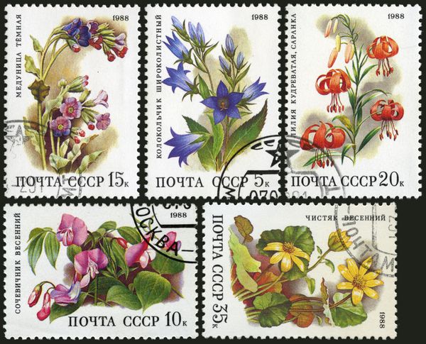 اتحاد جماهیر شوروی حدود 1988 تمبر چاپ شده در اتحاد جماهیر شوروی را نشان می دهد Pulmonaria ایده کمتر مامیران کبیر Lathyrus vernus Campanula latifolia martagon بريدني حدود 1988