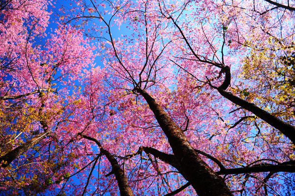 شکوفه های بهاری درخت گیلاس در پس زمینه آسمان آبی برای آسمان مجازی
