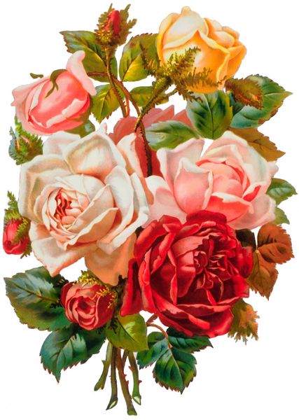 تصویر محصول گل رز حدود سال 1881