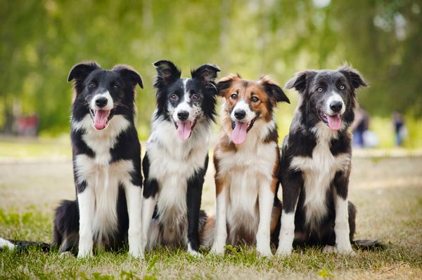 گروه سگ collies مرز نشسته روی چمن در تابستان