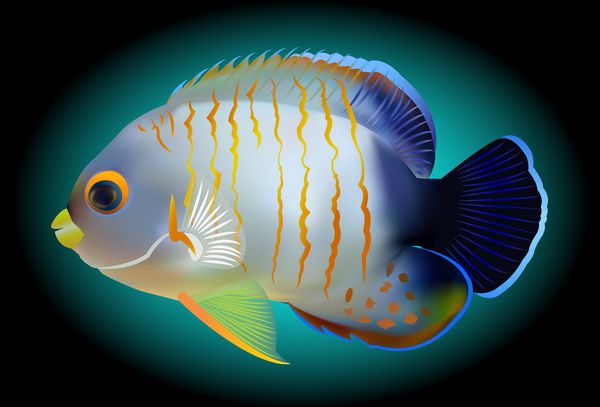 فرشته ماهی یکی از ماهی های مرجانی رنگارنگ وکتور