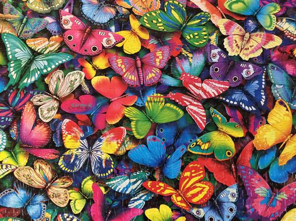 پروانه های رنگی زیبا در یک کادر