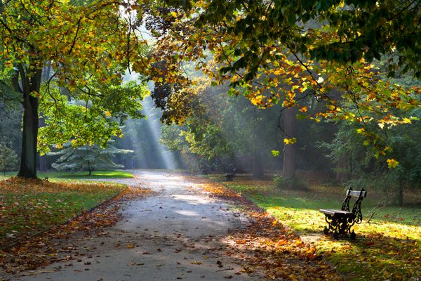 مسیر در پارک پاییز نور خورشید راه رفتن چشم انداز