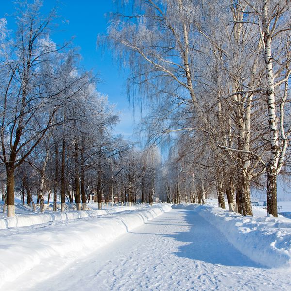 چشم انداز زمستانی با درختان در کوچه در روز سرد آفتابی