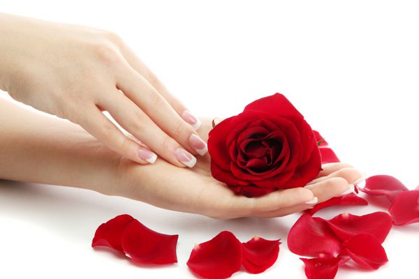 دست زن زیبا با گل رز جدا شده در سفید