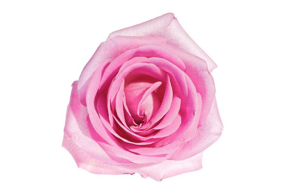 یک صورتی زیبا در برابر یک پس زمینه سفید گل رز گل رز صورتی یک علامت بزرگ از عاشقانه و عشق است