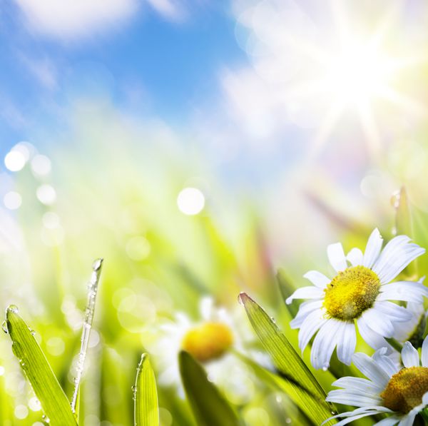 تصویر انتزاعی پس زمینه گل تابستان در چمن با قطره آب در آسمان خورشید